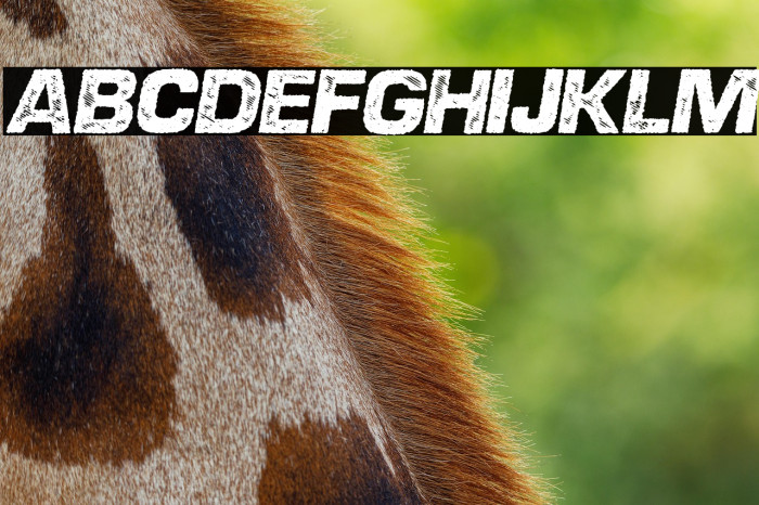 DIESEL ITALIC PERSONAL USE Bold Italic Example 3