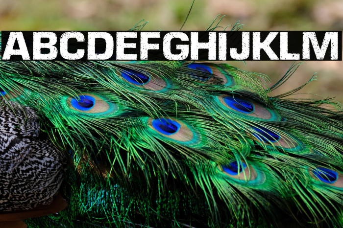 DIESELPOWER PERSONAL USE  Example 2