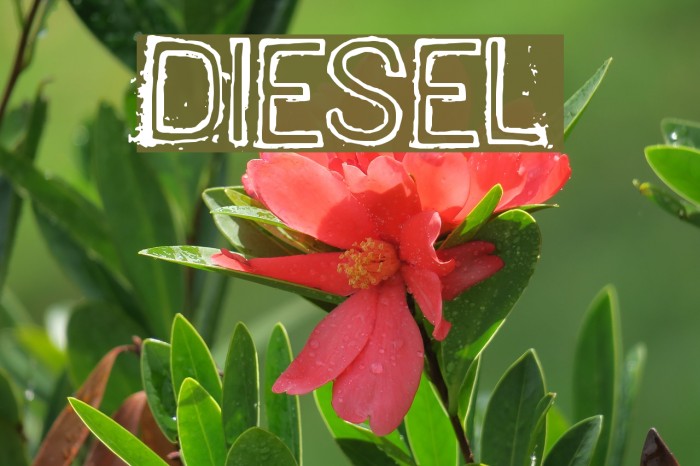 DIESEL Font examples