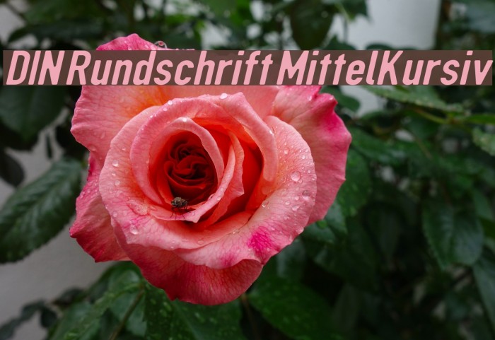 DIN Rundschrift MittelKursiv Font examples