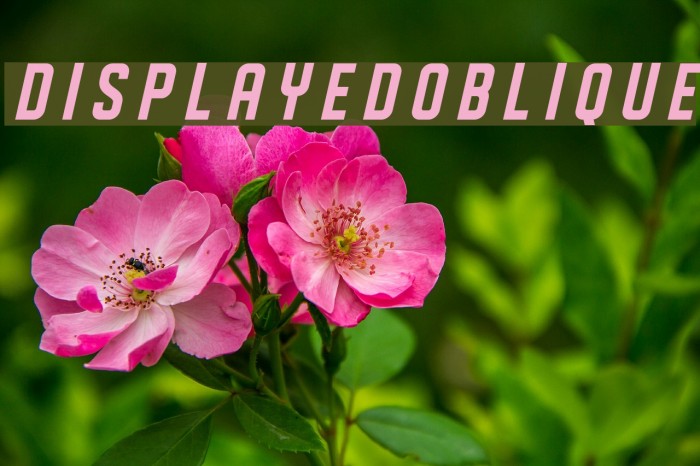 DISPLAYEDOblique Polices examples