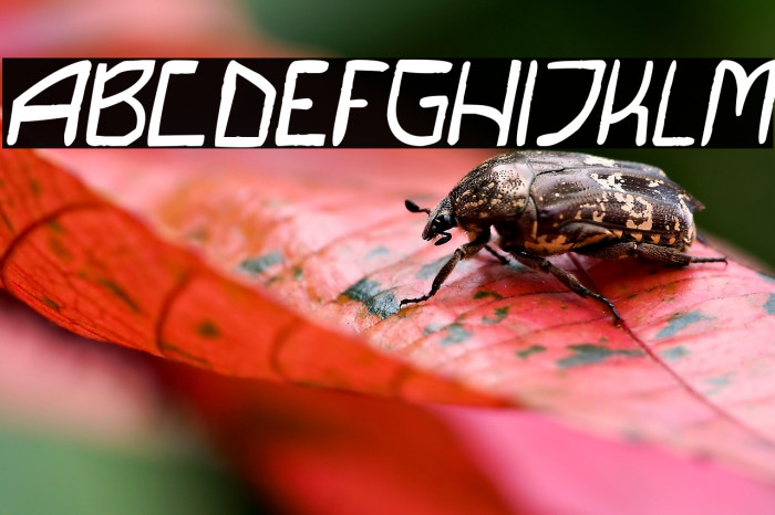 DIY Saiba Italic Example 3