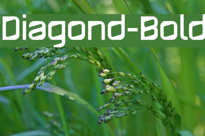 Diagond-Bold Font examples