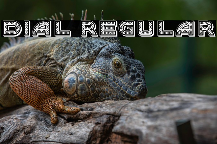 Dial Regular Example 3