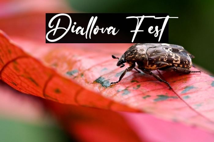 Diallova Fest Example 1