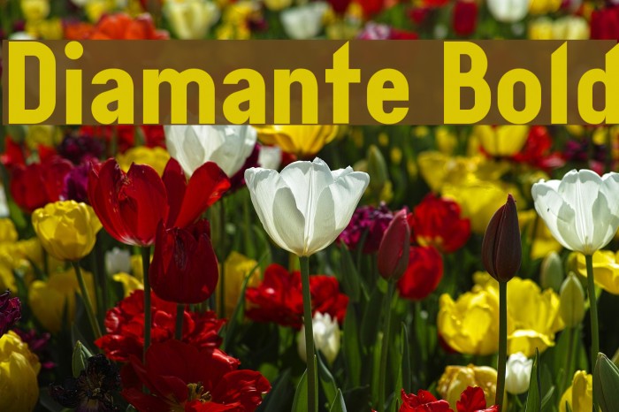 Diamante Bold Font examples