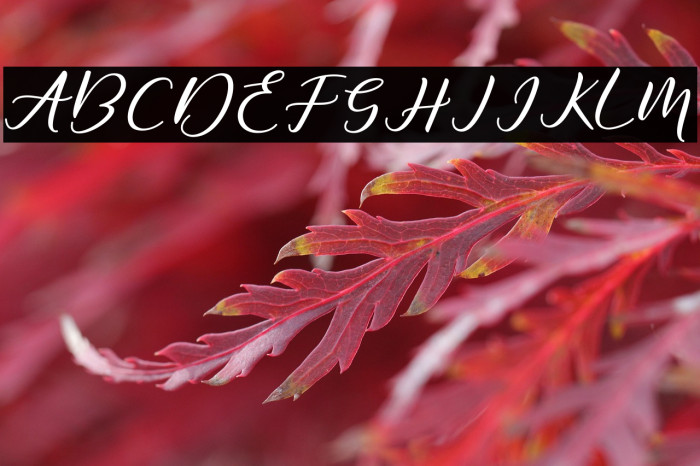 DiaryAmily-Regular Example 1