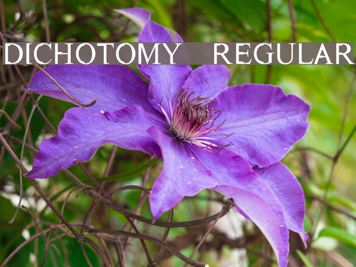Dichotomy Regular Font examples