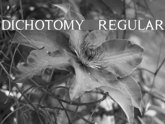 Dichotomy Regular Font examples