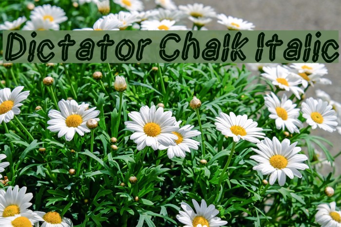 Dictator Chalk Italic Font examples