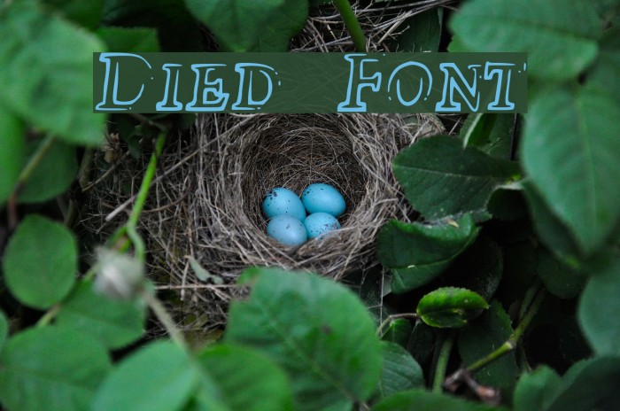 Died Font examples