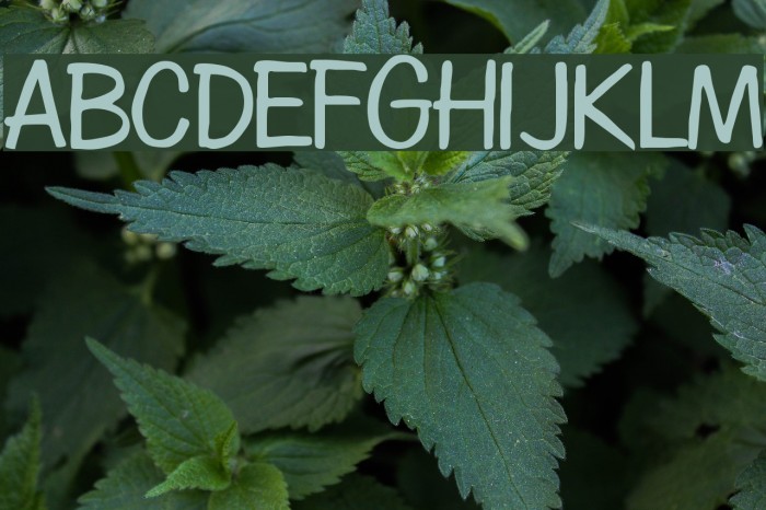 Diego Regular Font examples