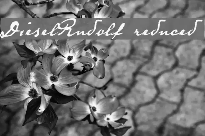 DieselRudolf-reduced Font examples