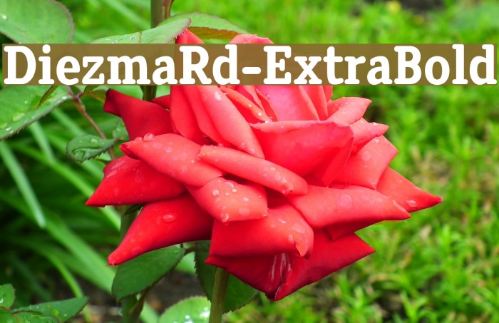 DiezmaRd-ExtraBold Font examples