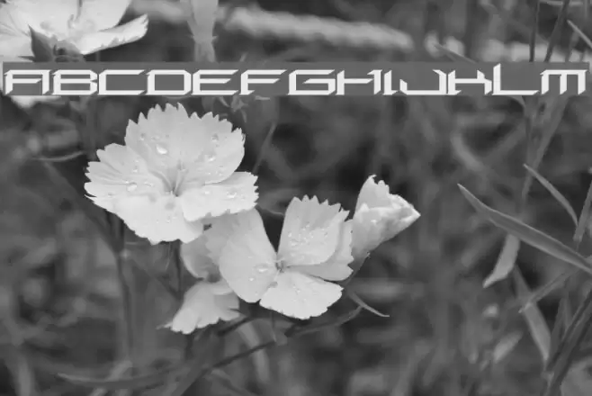 Digeria Normal Font examples