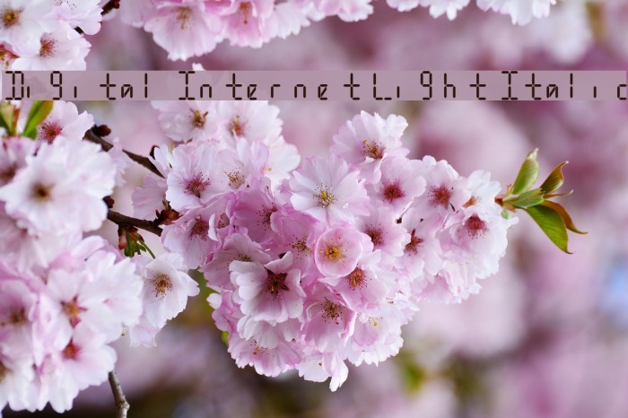 Digital Internet Light Italic Font examples
