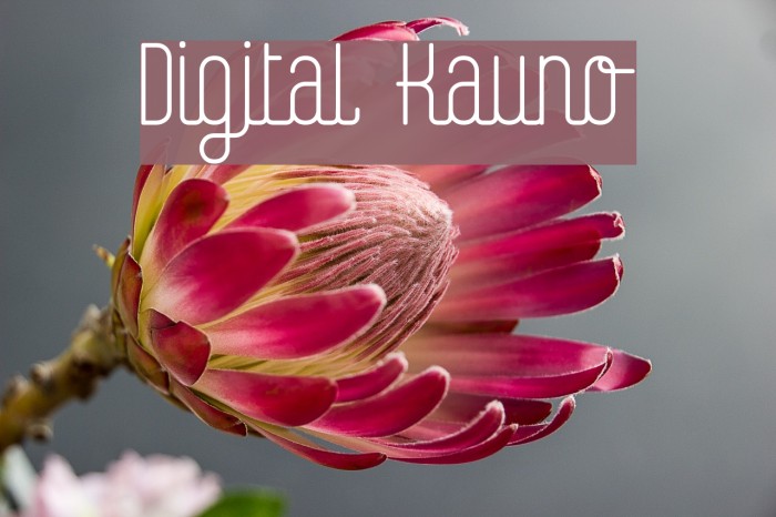Digital Kauno Font examples