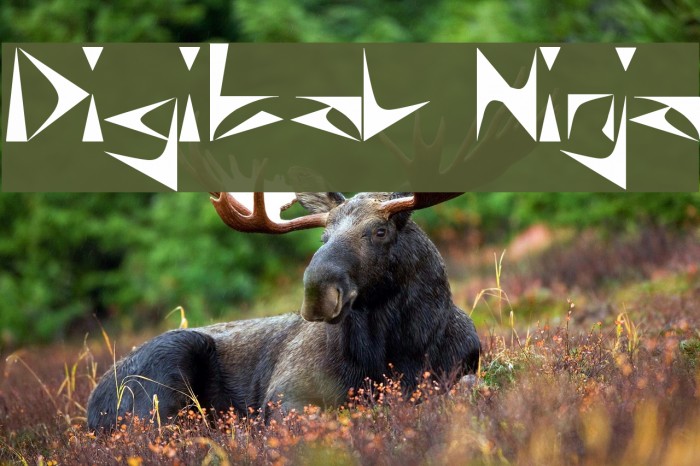 Digital Ninja Font examples