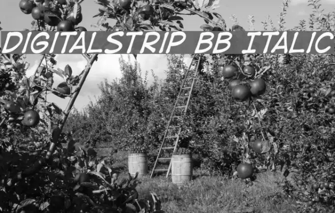 DigitalStrip BB Italic Example 1