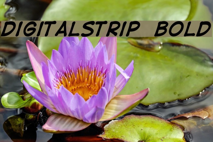 DigitalStrip Bold Font examples