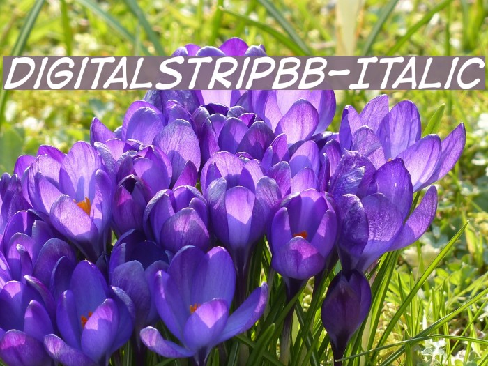 DigitalStripBB-Italic Font examples