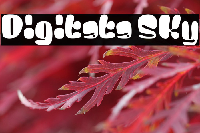 Digitata Sky Example 3