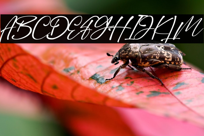 Dilan Script Example 2