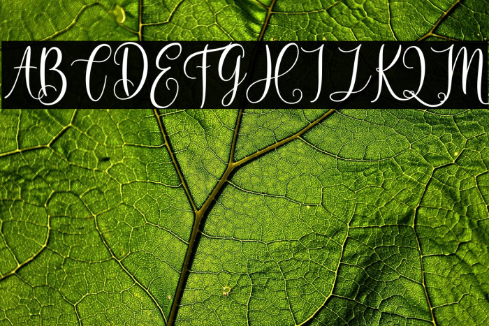 Dilan Whemsy Example 3