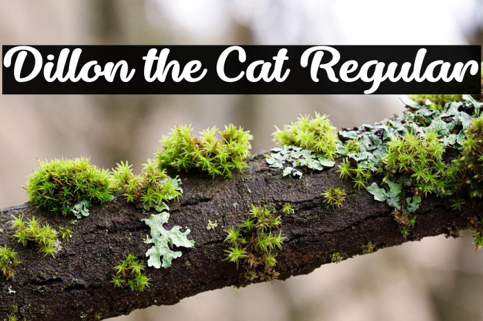 Dillon the Cat Regular Example 1