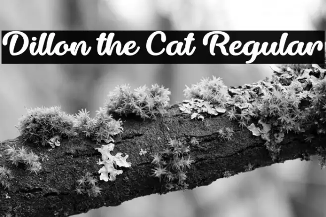 Dillon the Cat Regular Example 1