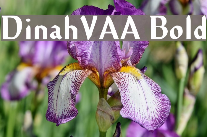 DinahVAA Bold Example 3