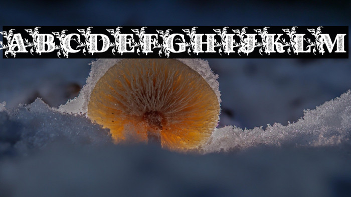 Dinasty Personal Use Bold Example 2