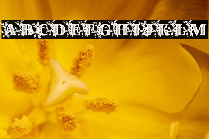 Dinasty Personal Use Bold Example 3