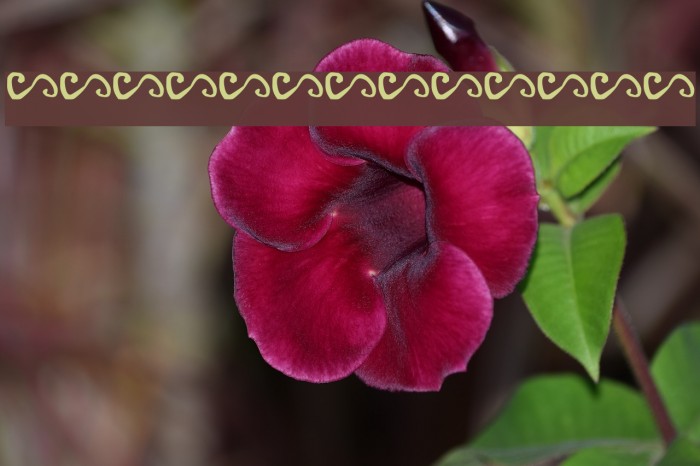 Dingle Berries Font examples