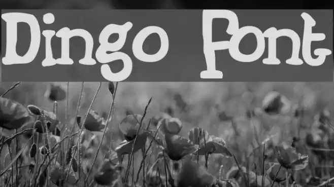Dingo Font examples