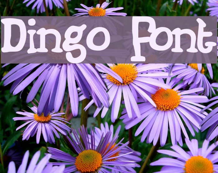 Dingo Font examples