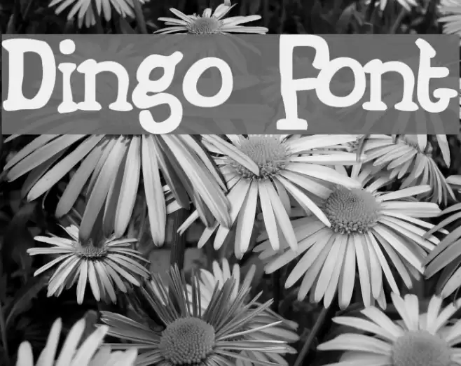 Dingo Font examples