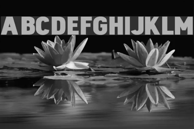 Dinova Black Font examples