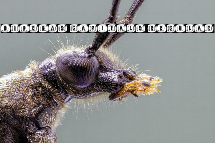 Diperas Capitals Regular Example 1