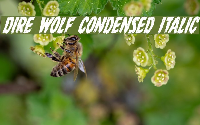 Dire Wolf Condensed Italic Font examples