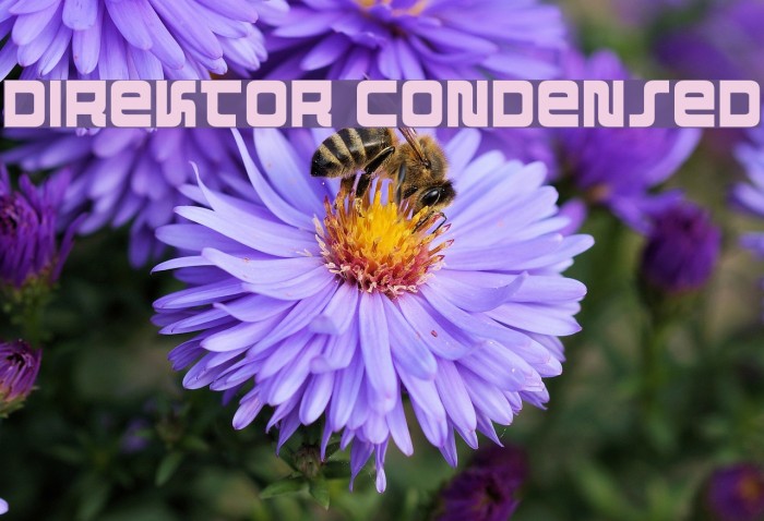 Direktor Condensed Font examples