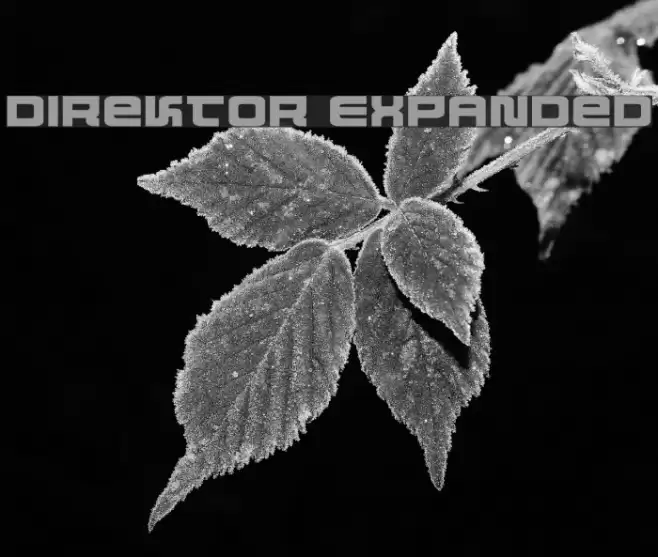 Direktor Expanded フォント examples