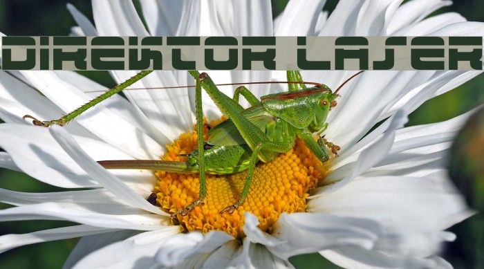 Direktor Laser Font examples