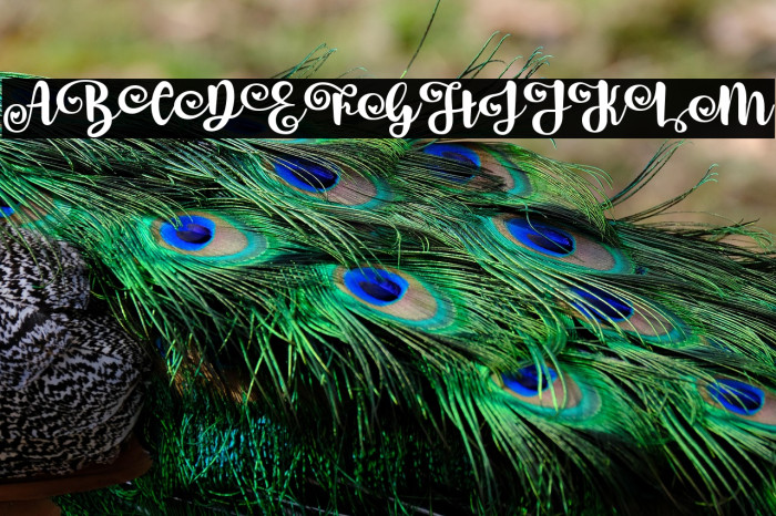 Dirly Belly Regular Example 3