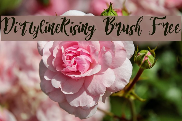 Dirtyline_Rising Brush Free 字体 examples
