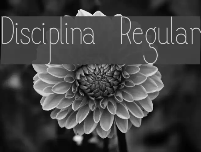 Disciplina-Regular Font examples