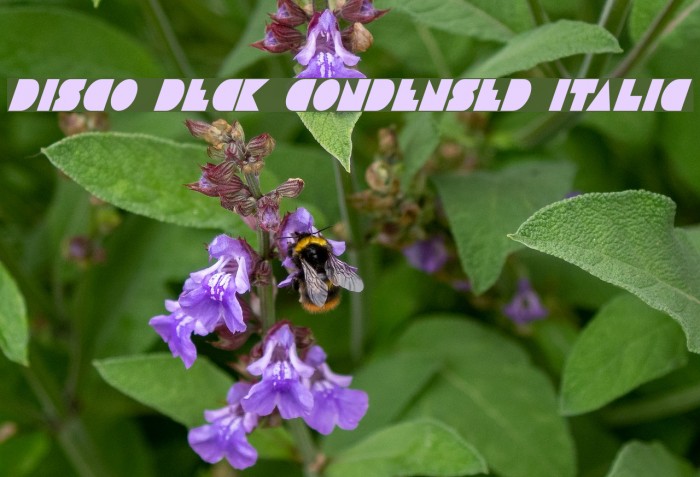 Disco Deck Condensed Italic Font examples