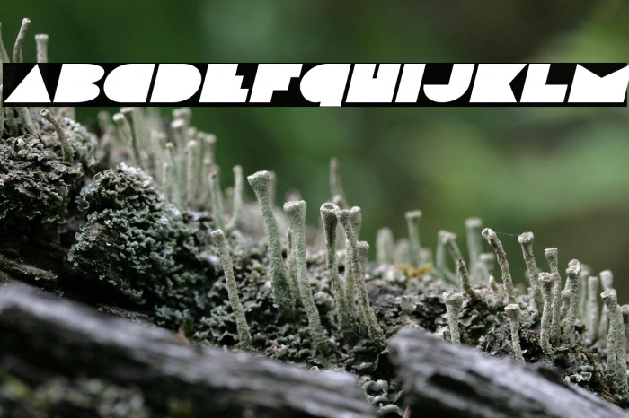 Disco Deck Expanded Italic Example 3