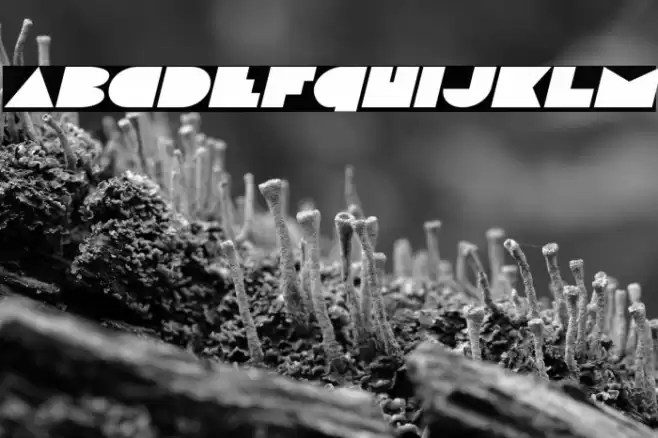 Disco Deck Expanded Italic Font examples