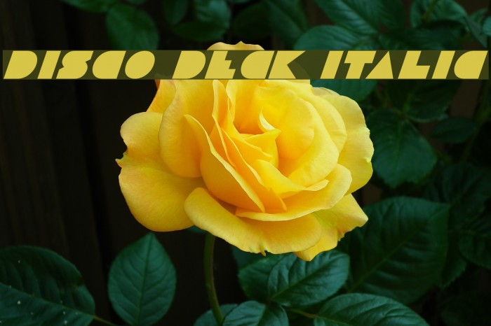 Disco Deck Italic Font examples
